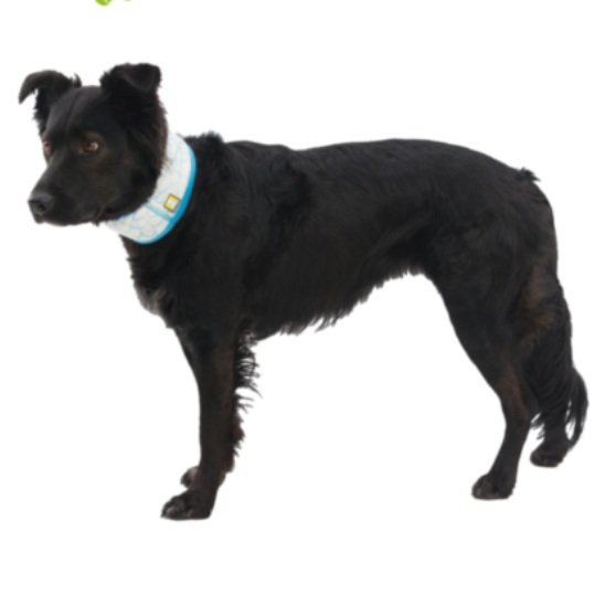 Braga de Cuello Refrescante Reversible Ruffwear (Swamp Cooler™)