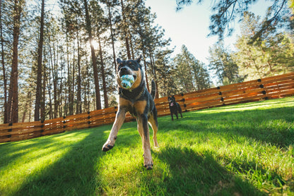 Juguete para lanzar Ruffwear para perros Toadstool