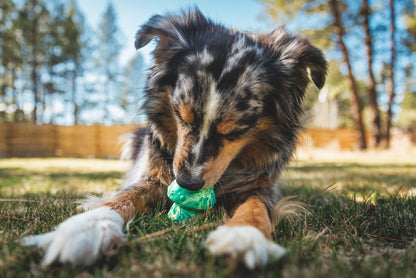 Juguete para lanzar Ruffwear para perros Toadstool