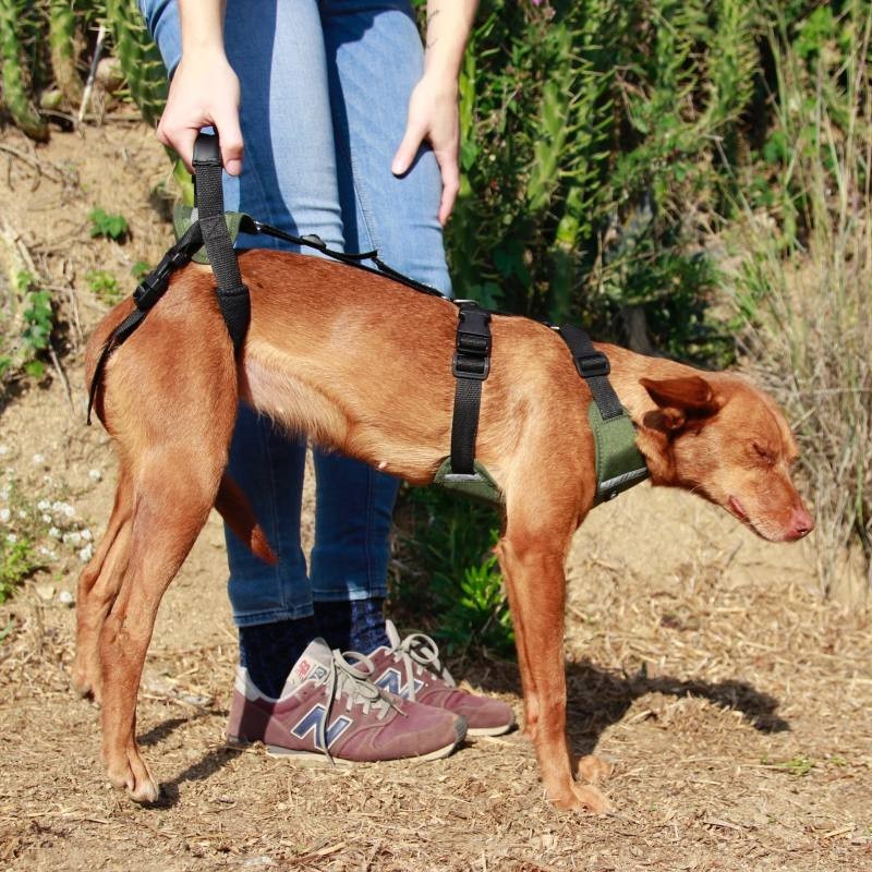 Arnés Canino Integral OrtoCanis