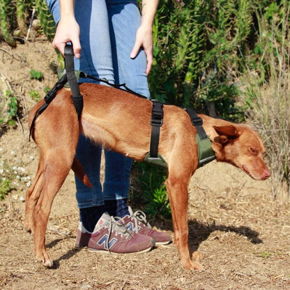 Arnés Canino Integral OrtoCanis
