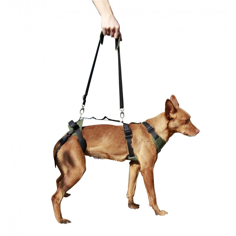 Arnés Canino Integral OrtoCanis