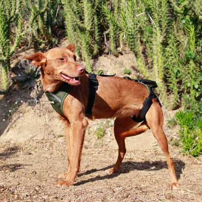 Arnés Canino Integral OrtoCanis