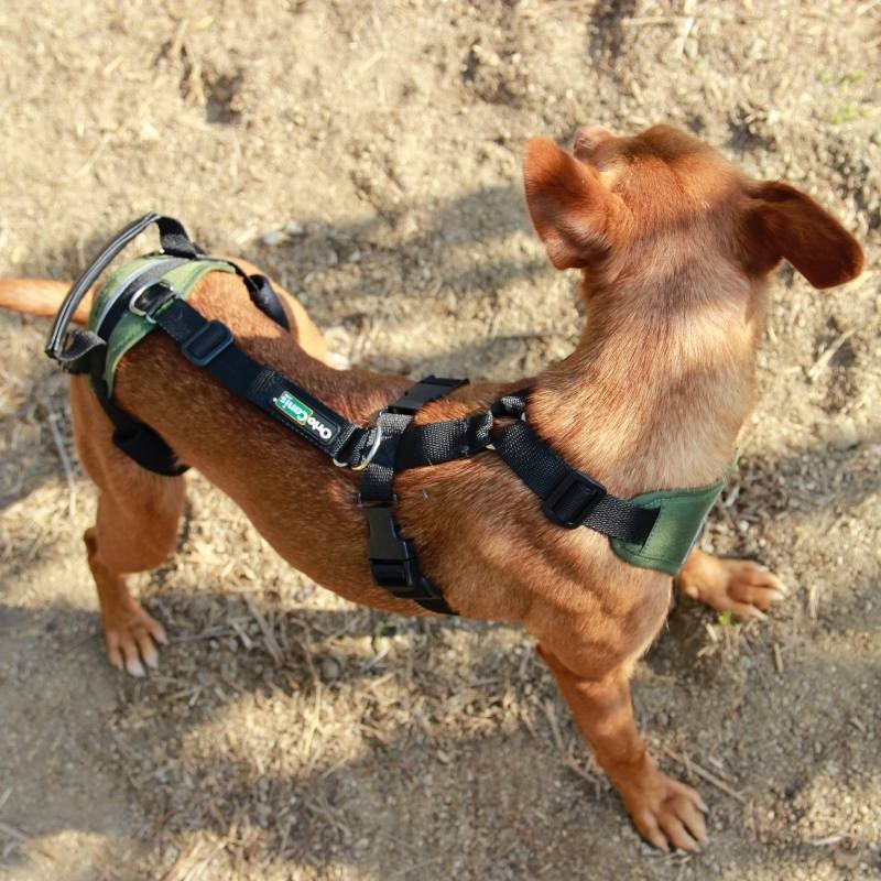 Arnés Canino Integral OrtoCanis